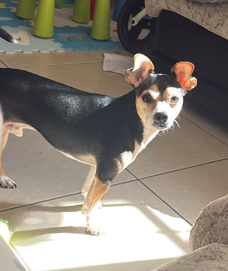 Cuidado de mascota a domicilio
